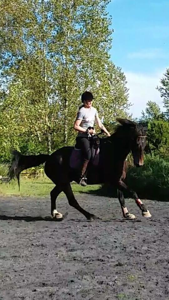 Barockpinto Diablo billede 11