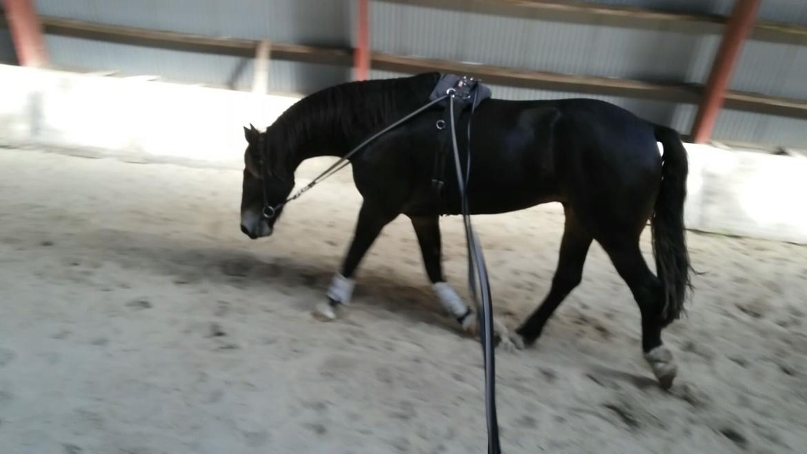 Barockpinto Diablo billede 12