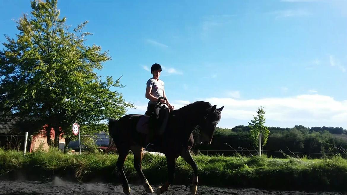 Barockpinto Diablo billede 14