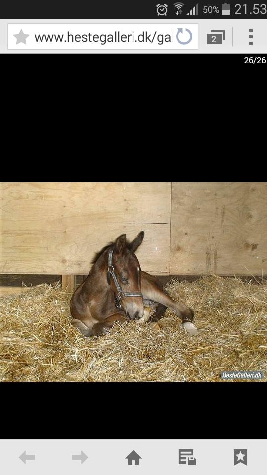 Barockpinto Diablo billede 15