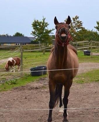 Anden særlig race Cypresgårdens Celina billede 12