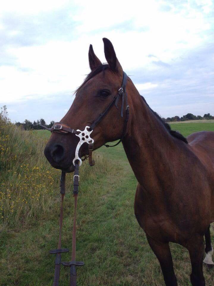 Anden særlig race Cypresgårdens Celina billede 13