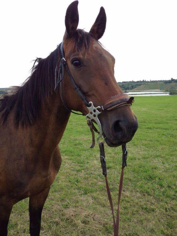 Anden særlig race Cypresgårdens Celina billede 15