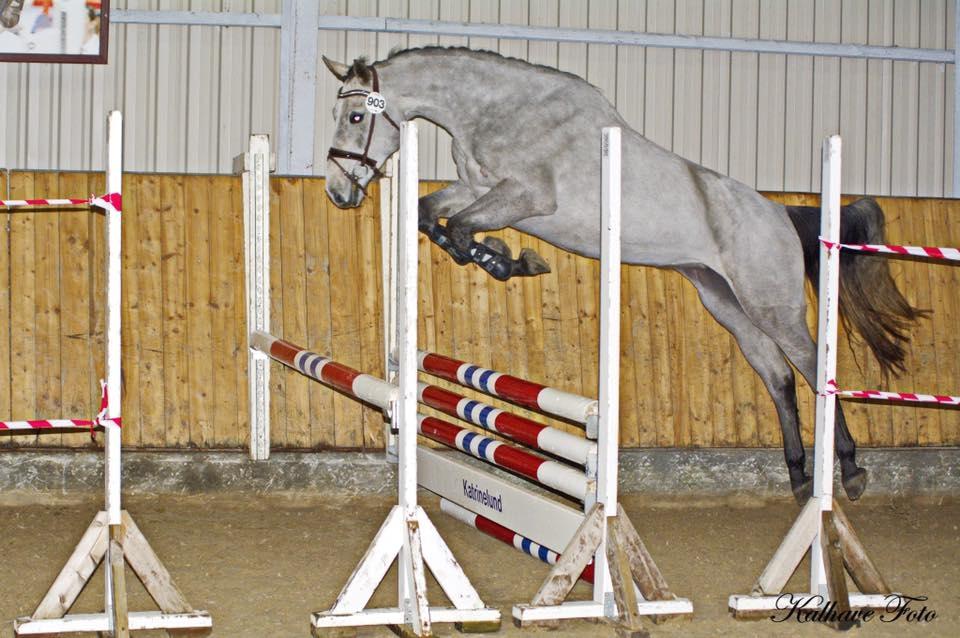 Dansk Varmblod Tascha Ask billede 2