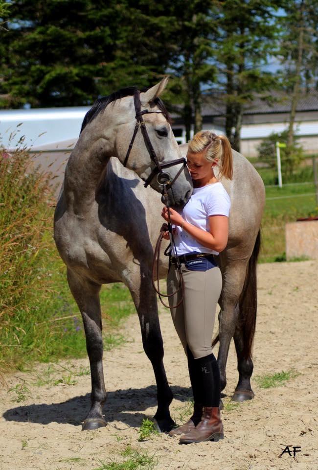 Dansk Varmblod Tascha Ask billede 3