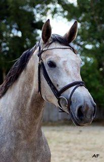 Dansk Varmblod Tascha Ask billede 1