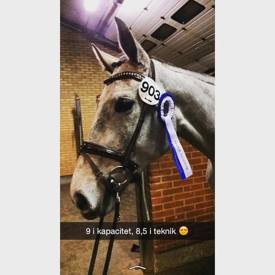 Dansk Varmblod Tascha Ask billede 4