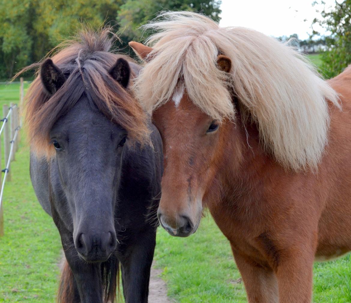 Islænder Gjöf fra Østervang billede 6