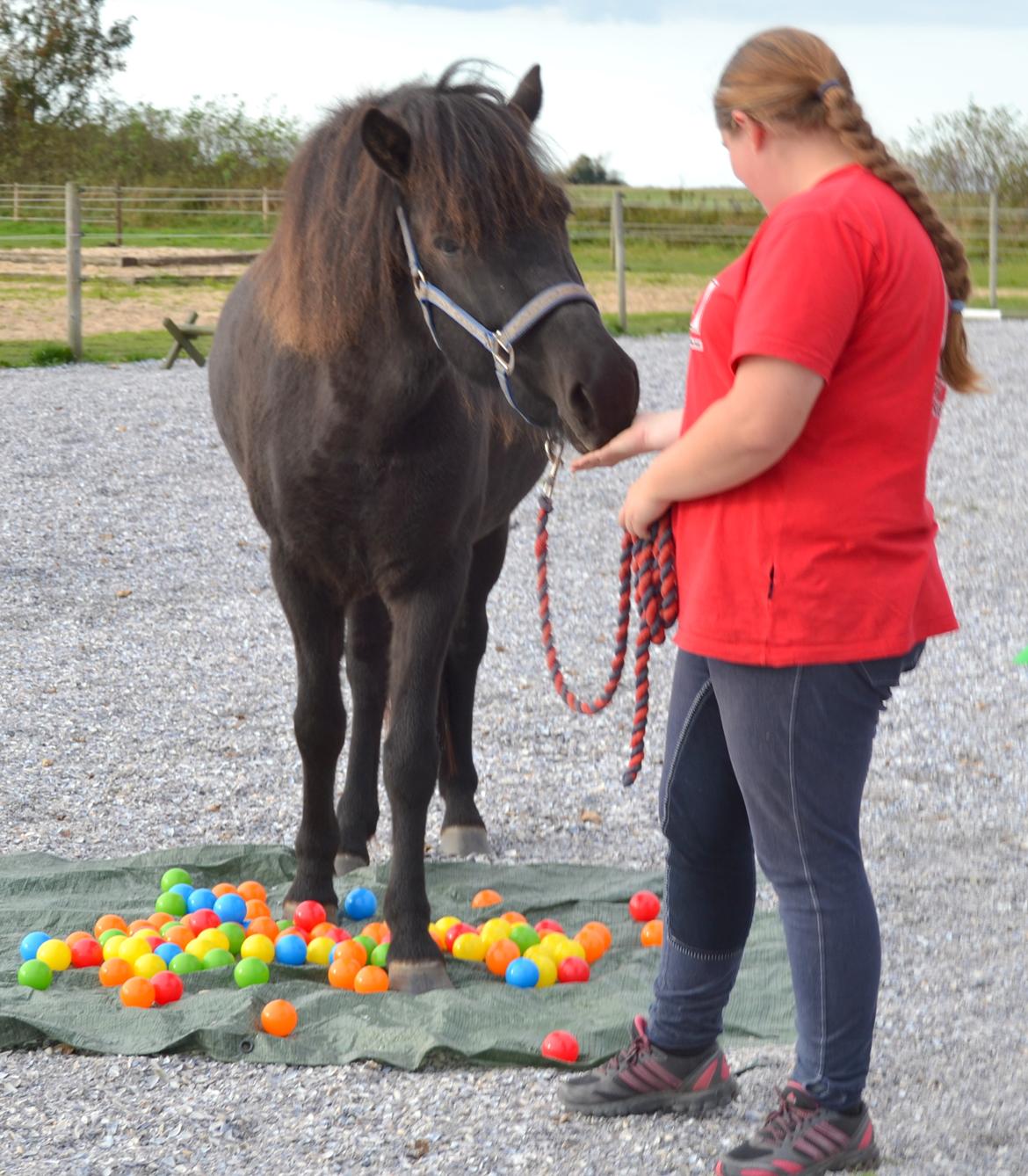 Islænder Dimma fra Trekanten billede 29