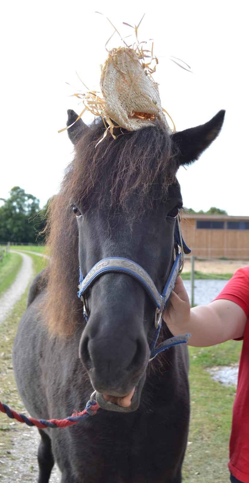 Islænder Dimma fra Trekanten billede 30