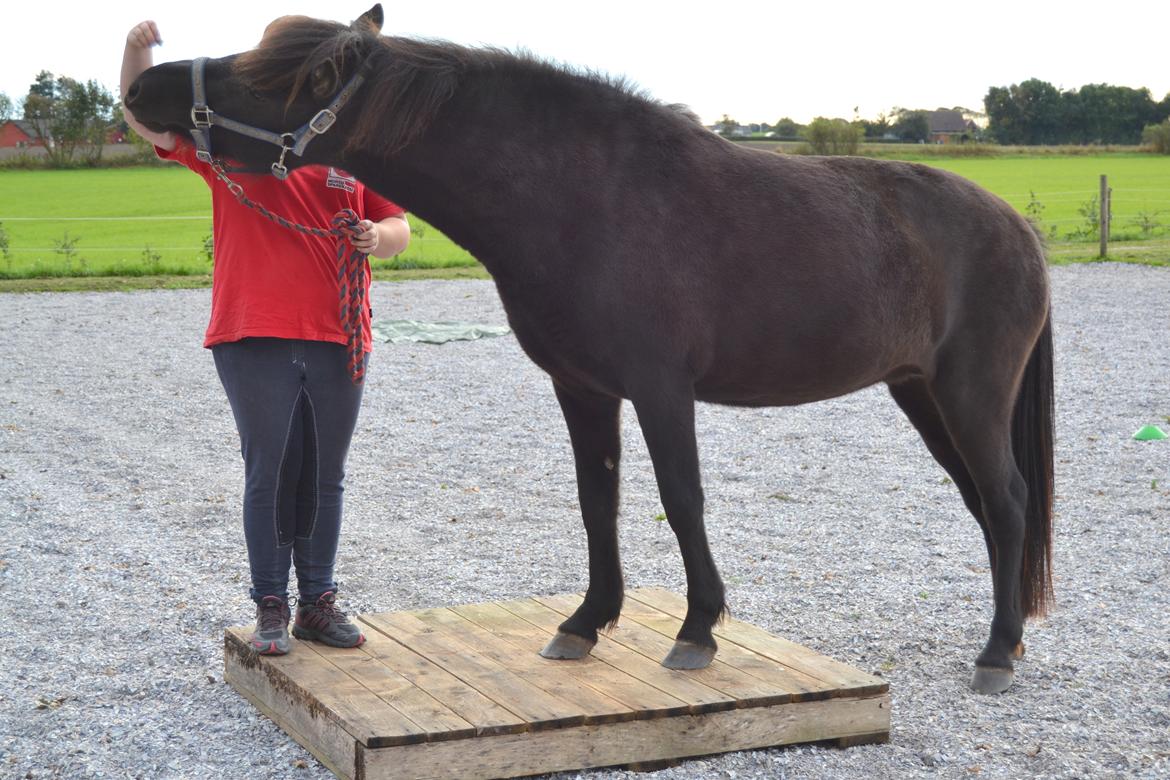 Islænder Dimma fra Trekanten billede 8