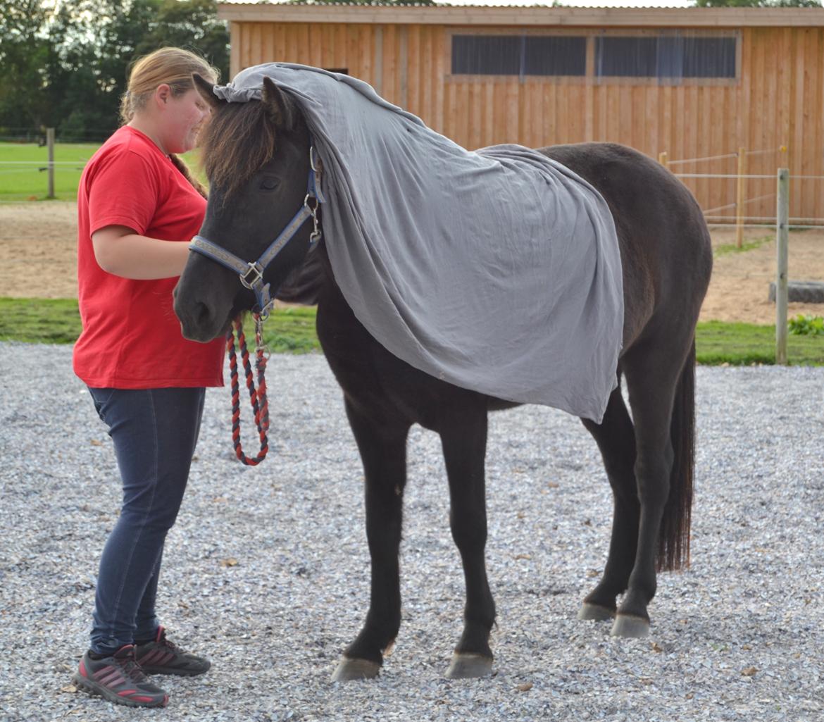 Islænder Dimma fra Trekanten billede 22
