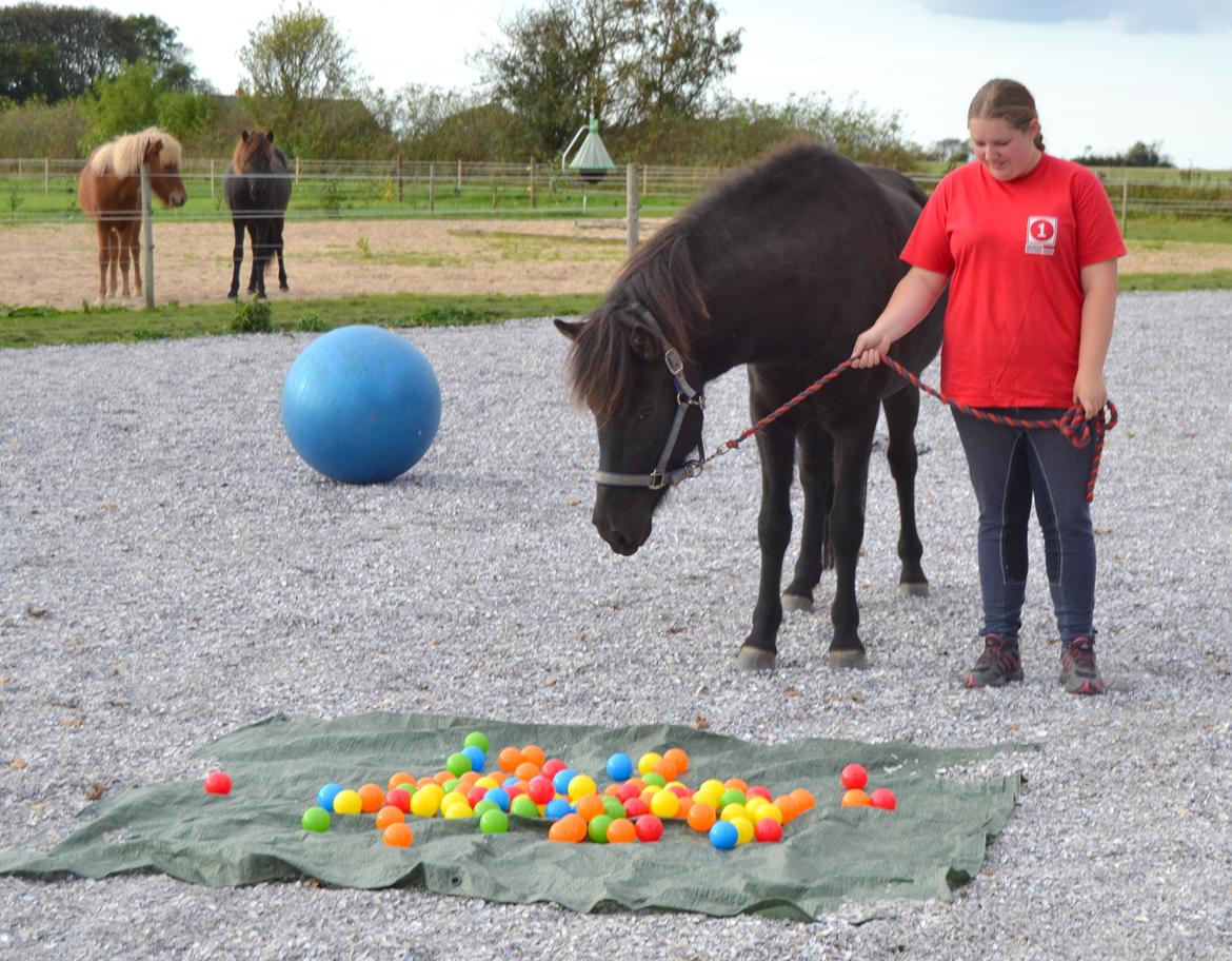Islænder Dimma fra Trekanten billede 12