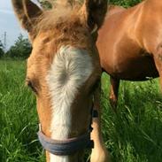 Palomino Birkemosens Creamy Confetti