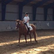 Islænder Raudur fra Vestergaard *Mulle*