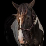 Irish Cob Lux