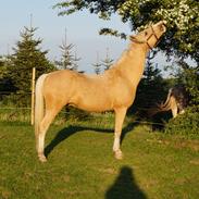 Palomino Polly (Kaldt Polle)