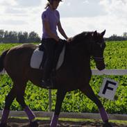 Dansk Varmblod La vær firfod [Min Part]