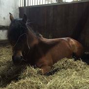 New Forest Mankehøjs Kaval