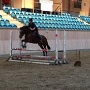 New Forest Mankehøjs Kaval