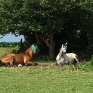Dansk Varmblod Bækkens La'Lou
