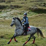 Dansk Varmblod Bækkens La'Lou