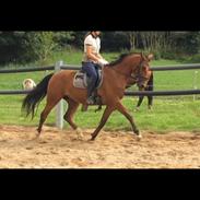 Dansk Varmblod Uniq bit