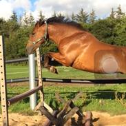 Dansk Varmblod Uniq bit