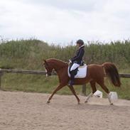 Arabisk fuldblod (OX) Moon-a-li ox