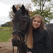 New Forest Tanholt santos