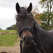 New Forest Tanholt santos