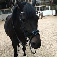 New Forest Tanholt santos