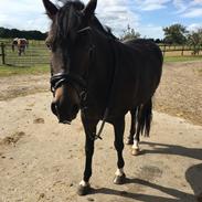 New Forest Tanholt santos