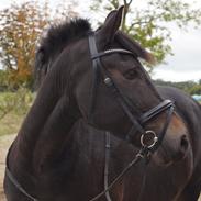 New Forest Tanholt santos