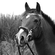 Welsh Cob (sec D) Diamond Chagall