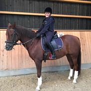 DSP Firhøjs Papillon 