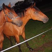 Traver Silvan [Himmelhest]