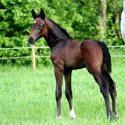 Holstener Bøggilds salander