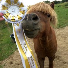 Anden særlig race Pferdinand