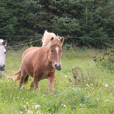 Islænder Kometa fra Bøgegården "Solgt"