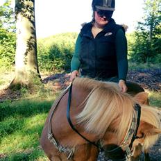 Islænder Kometa fra Bøgegården "Solgt"