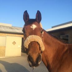 Dansk Varmblod Rts - contreau