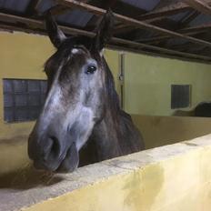 Pura Raza Española Sveta