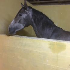 Pura Raza Española Sveta