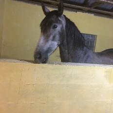 Pura Raza Española Sveta