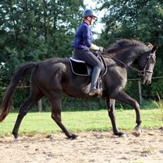 Oldenborg Sjamajka Nyholm