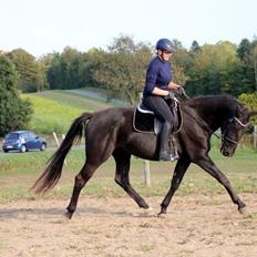 Oldenborg Sjamajka Nyholm