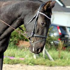 Oldenborg Sjamajka Nyholm