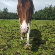 Pinto Jello af korup