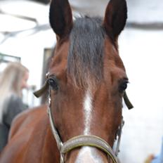 Anden særlig race Pepsi